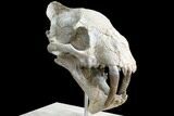 False Saber-Tooth Cat (Hoplophoneus) Skull - South Dakota #78249-9